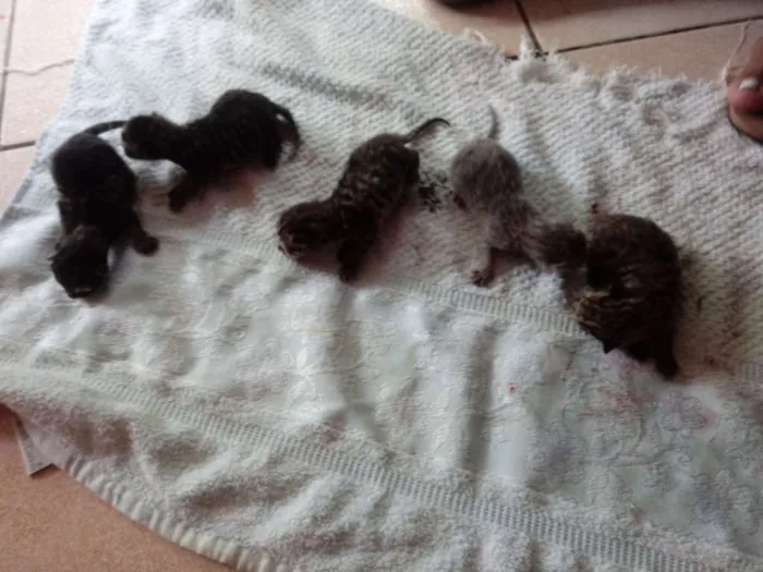 Gato ra a  idade Abaixo de 2 meses nome Não tem nome