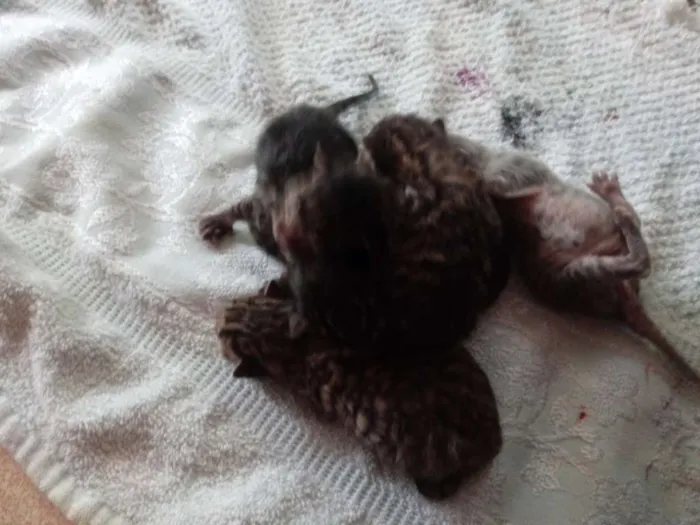 Gato ra a  idade Abaixo de 2 meses nome Não tem nome