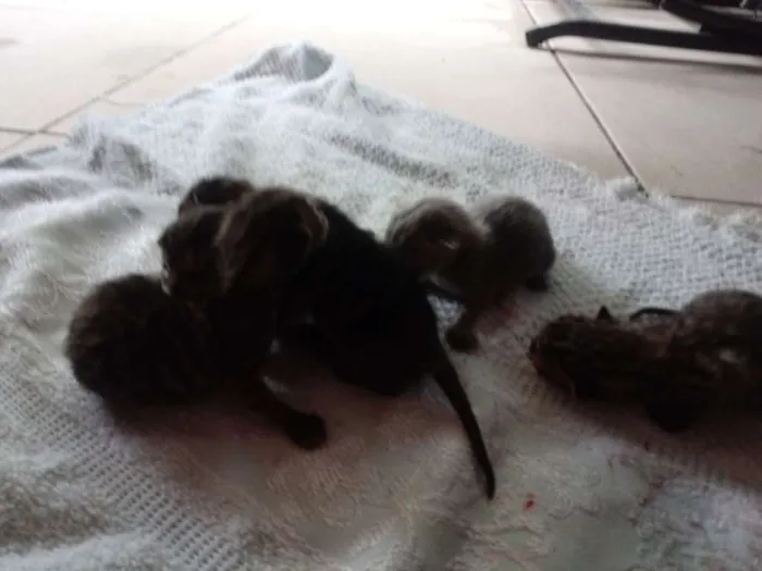 Gato ra a  idade Abaixo de 2 meses nome Não tem nome