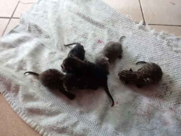 Gato ra a  idade Abaixo de 2 meses nome Não tem nome