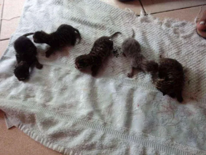 Gato ra a  idade Abaixo de 2 meses nome Não tem nome