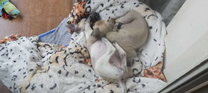 Cachorro ra a Indefinida idade 2 a 6 meses nome Sem nome ainda