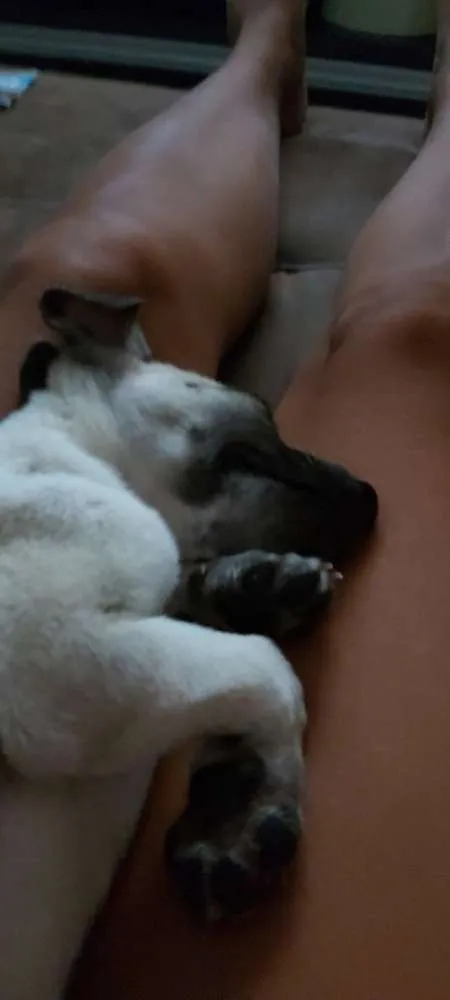 Cachorro ra a Indefinida idade 2 a 6 meses nome Sem nome ainda