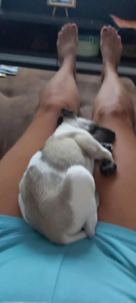 Cachorro ra a Indefinida idade 2 a 6 meses nome Sem nome ainda