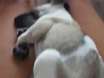 Cachorro ra a Indefinida idade 2 a 6 meses nome Sem nome ainda