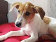 Dodô
