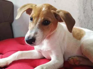 Cachorro raça Vira lata  idade 2 a 6 meses nome Dodô