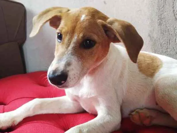 Cachorro ra a Vira lata  idade 2 a 6 meses nome Dodô