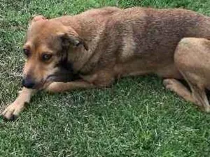 Cachorro raça Misturada idade 7 a 11 meses nome Sem nome