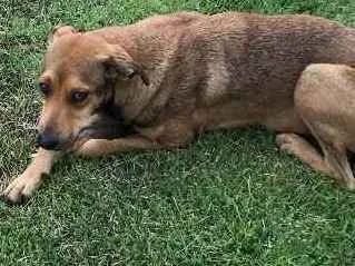 Cachorro ra a Misturada idade 7 a 11 meses nome Sem nome