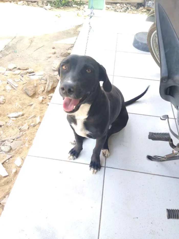 Cachorro ra a Mestiça (lavrador x fila) idade 7 a 11 meses nome Safira