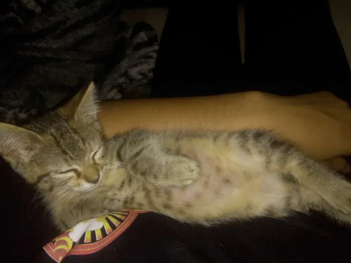 Gato raça  idade 2 a 6 meses nome Leon & savana
