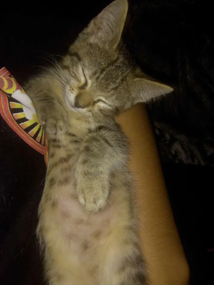 Gato raça  idade 2 a 6 meses nome Leon & savana