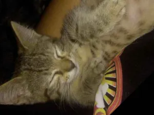 Gato raça  idade 2 a 6 meses nome Leon & savana