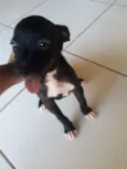 Mônica e rosa
