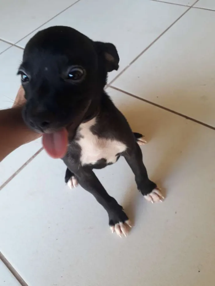 Cachorro raça Vira lata idade Abaixo de 2 meses nome Mônica e rosa