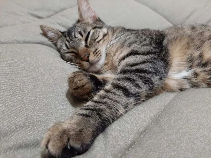 Gato ra a Srd idade 1 ano nome Atena