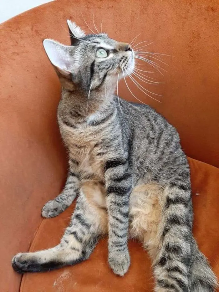 Gato ra a Srd idade 1 ano nome Atena