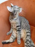 Atena