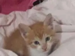 Gato raça Indefinida idade Abaixo de 2 meses nome T h e o