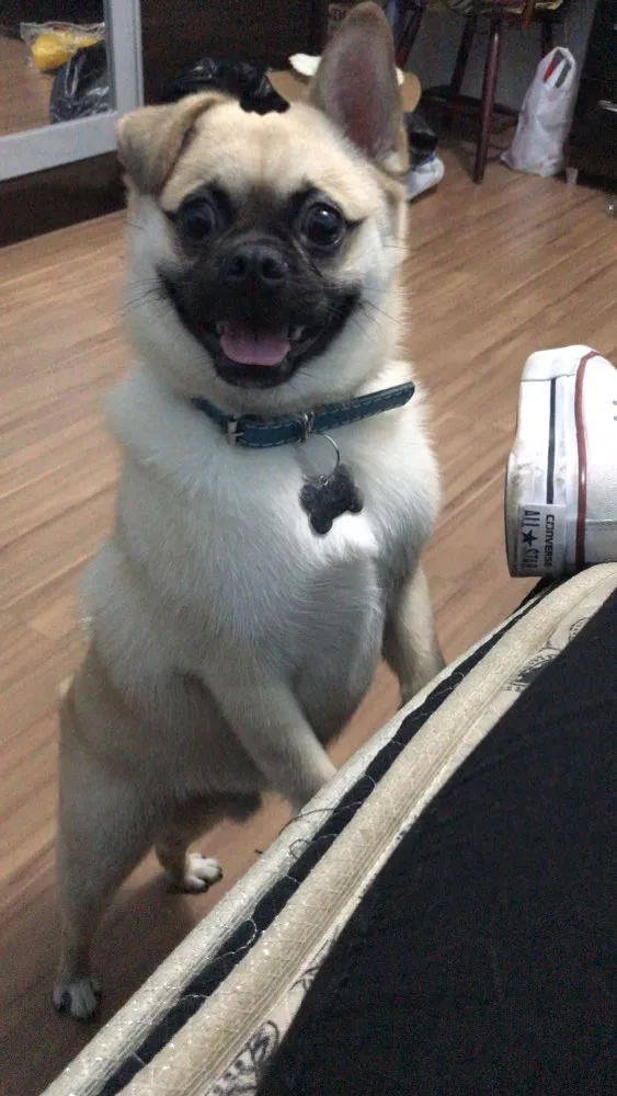 Cachorro ra a Pug/ Spitz Alemão  idade 1 ano nome Flok