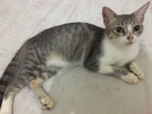 Gato raça SRD idade 3 anos nome Maya