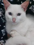 Alemão