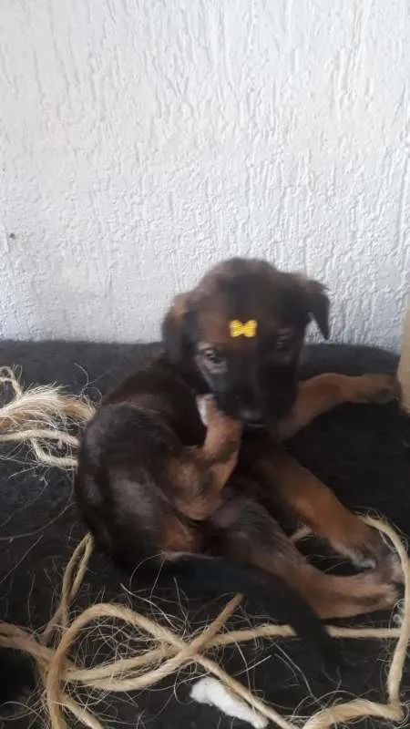Cachorro ra a viralatinha idade Abaixo de 2 meses nome Boca Negra