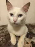 Alemão