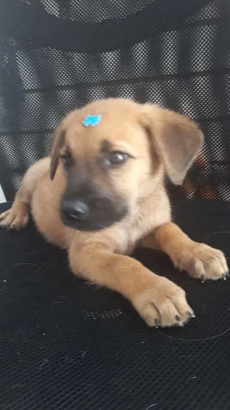 Cachorro ra a viralatinha idade Abaixo de 2 meses nome Caramelo carinhosa