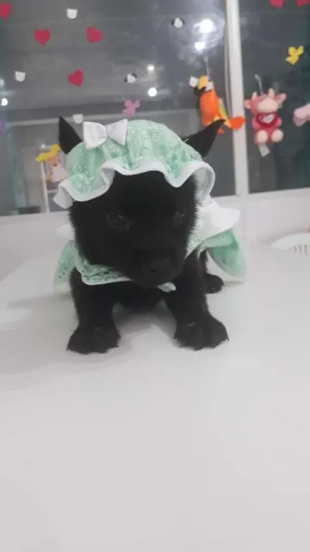 Cachorro ra a viralatinha idade Abaixo de 2 meses nome Chapeuzinho Verde