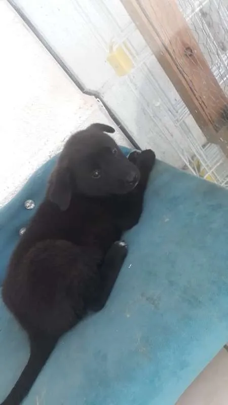 Cachorro ra a viralatinha idade Abaixo de 2 meses nome Love