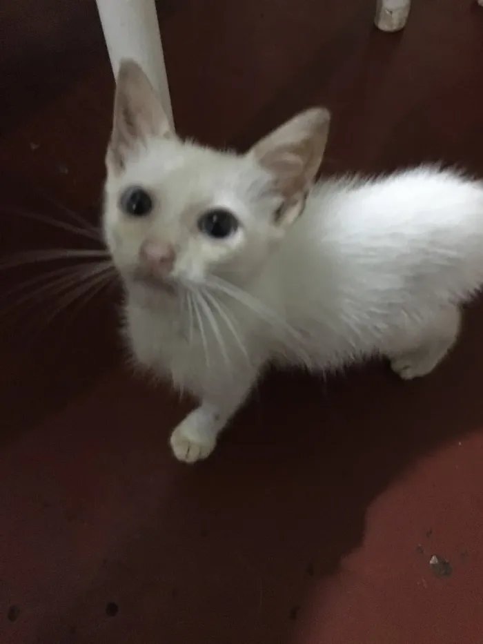 Gato ra a SRD idade 2 a 6 meses nome Ainda ñ tem 
