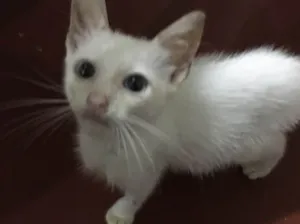 Gato raça SRD idade 2 a 6 meses nome Ainda ñ tem 