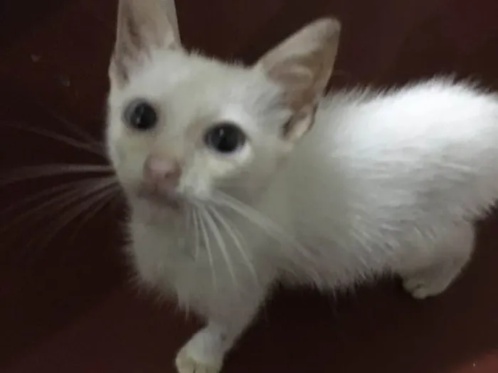 Gato ra a SRD idade 2 a 6 meses nome Ainda ñ tem 