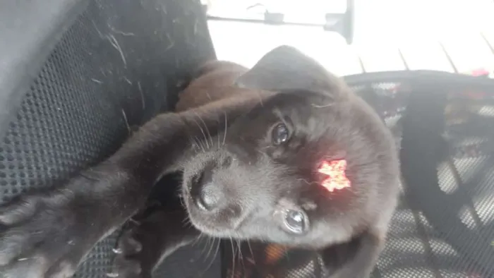 Cachorro ra a viralatinha idade Abaixo de 2 meses nome Pantera Negra