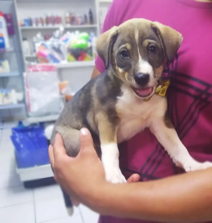Cachorro ra a Srd idade 2 a 6 meses nome Bruno