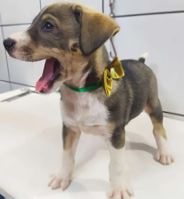 Cachorro ra a Srd idade 2 a 6 meses nome Bruno