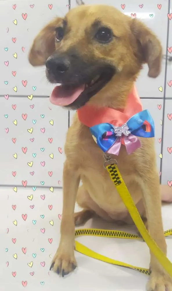 Cachorro ra a Srd idade 7 a 11 meses nome Luly