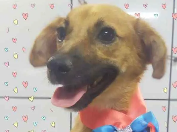 Cachorro ra a Srd idade 7 a 11 meses nome Luly