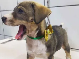 Cachorro raça Srd idade 2 a 6 meses nome Bruno