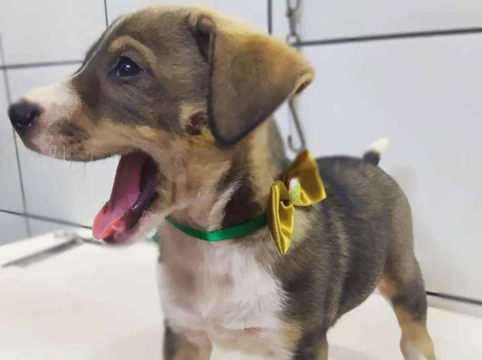 Cachorro ra a Srd idade 2 a 6 meses nome Bruno