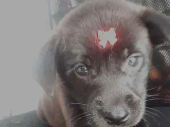 Cachorro ra a viralatinha idade Abaixo de 2 meses nome Pantera Negra