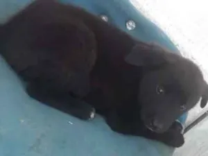 Cachorro raça viralatinha idade Abaixo de 2 meses nome Love