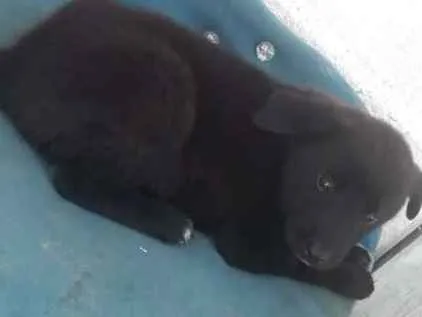 Cachorro ra a viralatinha idade Abaixo de 2 meses nome Love