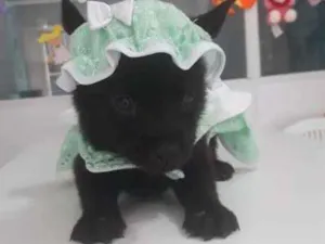 Cachorro raça viralatinha idade Abaixo de 2 meses nome Chapeuzinho Verde