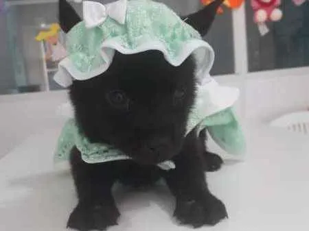 Cachorro ra a viralatinha idade Abaixo de 2 meses nome Chapeuzinho Verde