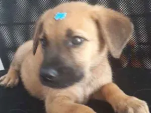 Cachorro raça viralatinha idade Abaixo de 2 meses nome Caramelo carinhosa