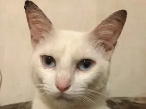 Gato raça SRD idade 1 ano nome Alemão