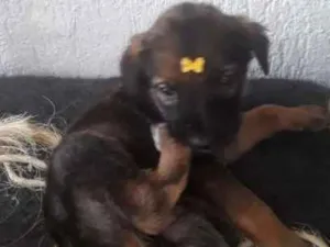 Cachorro raça viralatinha idade Abaixo de 2 meses nome Boca Negra